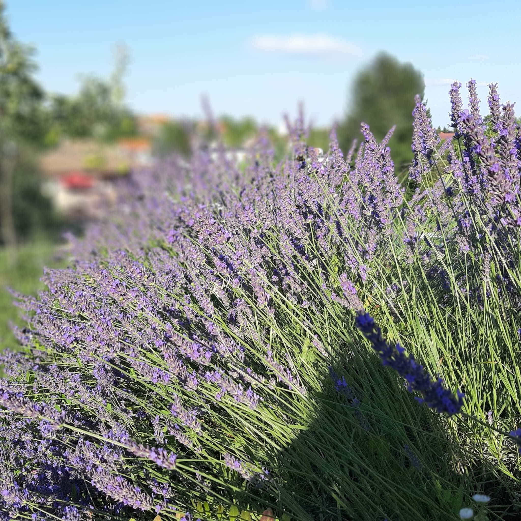 Családi Alkotóműhely