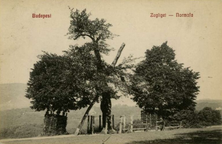 Helytörténeti séta – Normafa és környéke