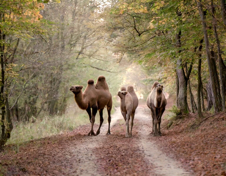 A Legendás Hegyvidék – előadás és könyvbemutató