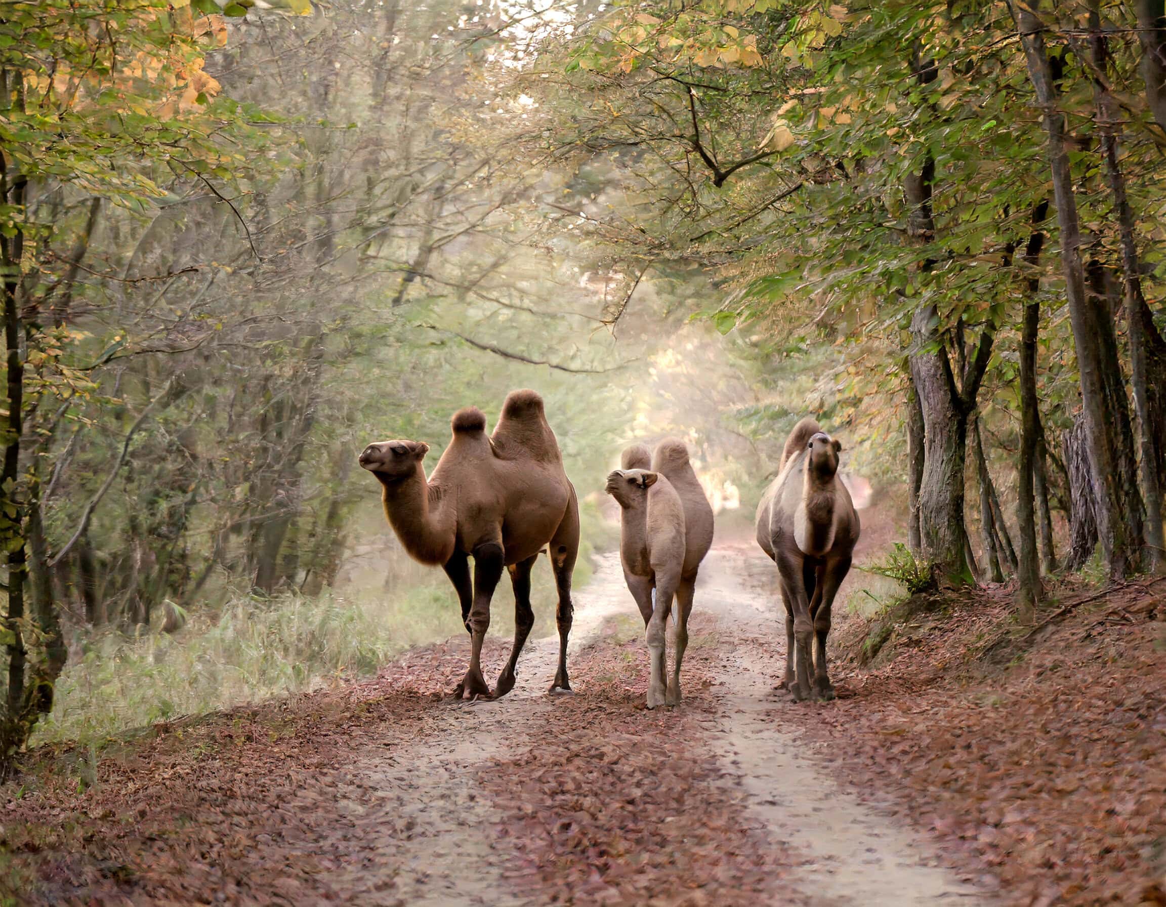 A Legendás Hegyvidék – előadás és könyvbemutató